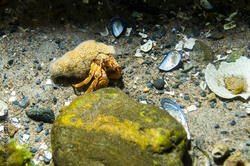 A hermit crab on the sea bottm photo