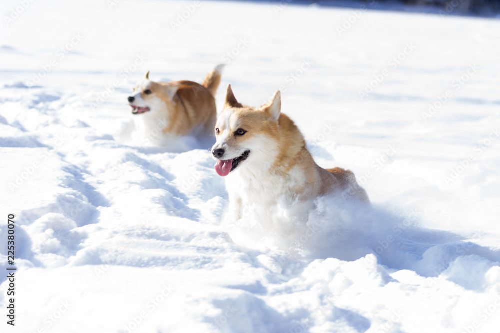 Adorable welsh corgi pembrokes walks outdoor at winter