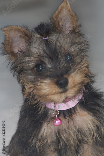 Cachorro