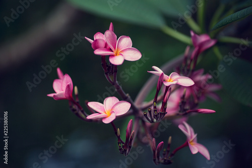 Pink Plumeria