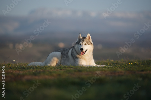 Beautiful gray Siberian Husky lies in the green grass against the backdrop of mountains.