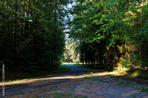 desert road in the forest