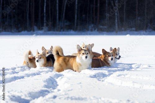 Adorable welsh corgi pembrokes walks outdoor at winter