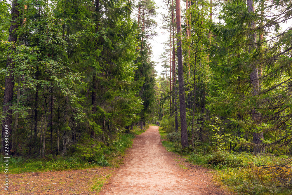 Fototapeta premium Forest walking road in Viru raba in the Lahemaa National Park in Estonia.