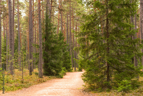 Fototapeta Naklejka Na Ścianę i Meble -  Forest walking road in Viru raba in the Lahemaa National Park in Estonia.