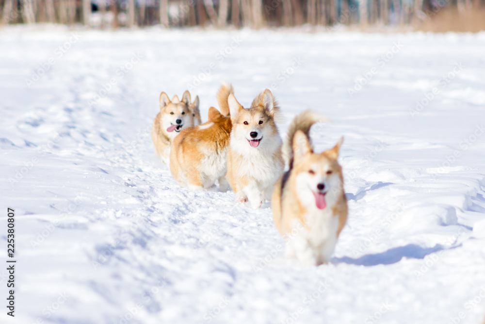 Adorable welsh corgi pembrokes walks outdoor at winter Adorable welsh corgi pembrokes walks outdoor at winter