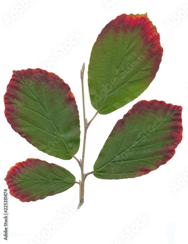 multicolor leaves of Hamamelis intermedia bush