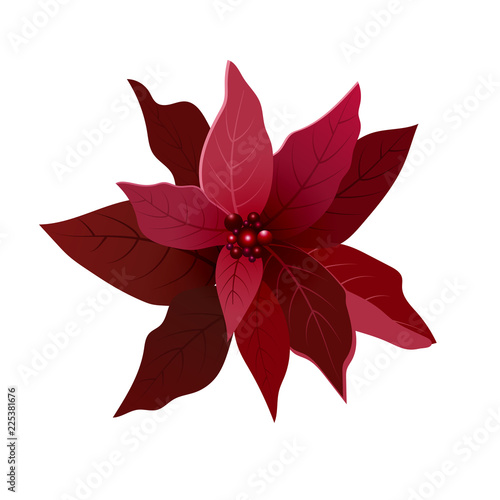 Beautiful red Poinsettia flower