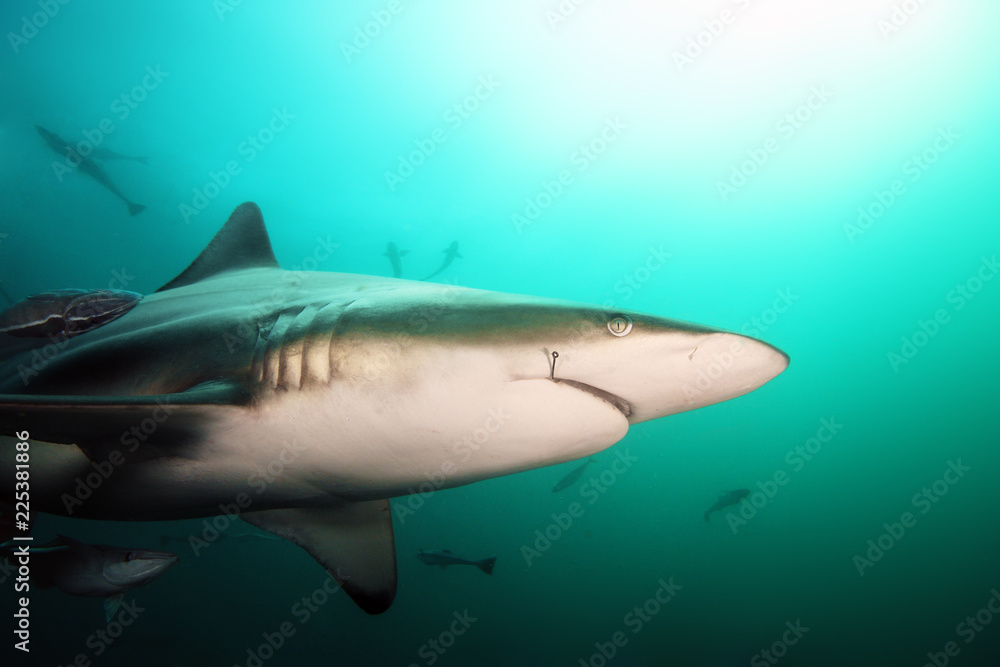 Naklejka premium The blacktip shark (Carcharhinus limbatus), portrait in the ocean. Shark with a hook in the corner of the mouth.