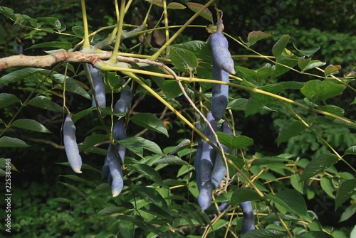 Decaisnea Fargesii Franch tree with lila husks with seeds photo