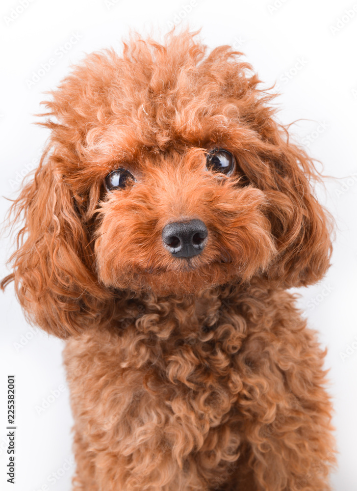 Mini toy poodle cheap
