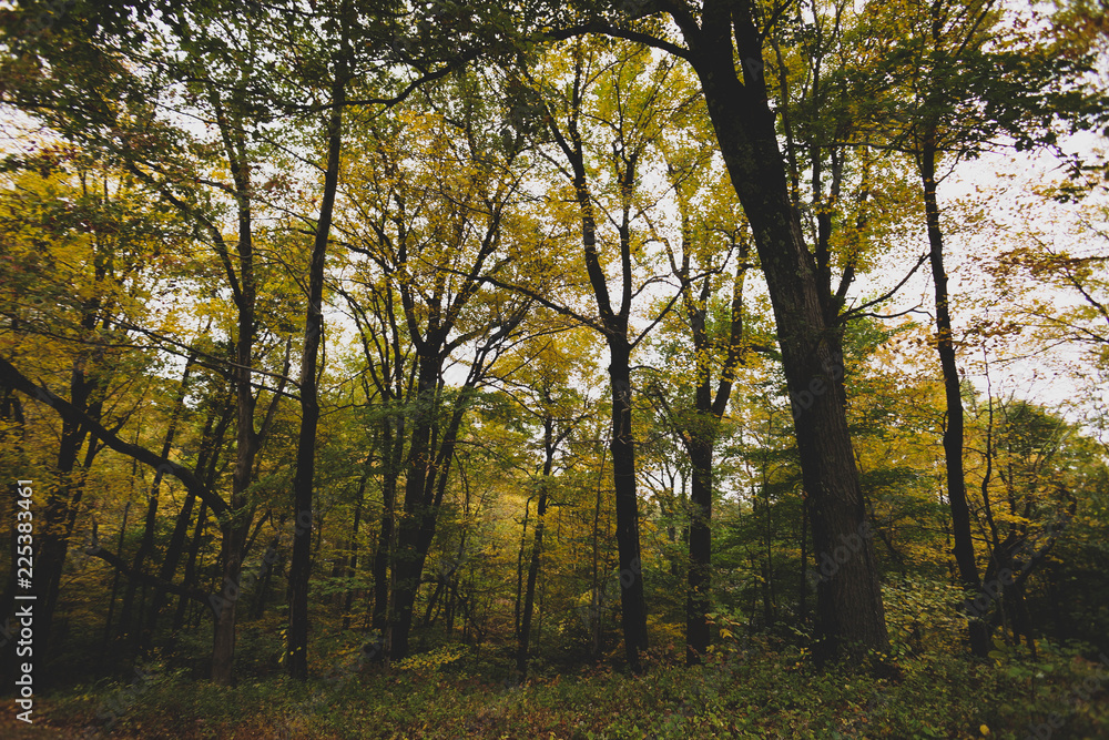 Fototapeta premium Trees with changing leaves
