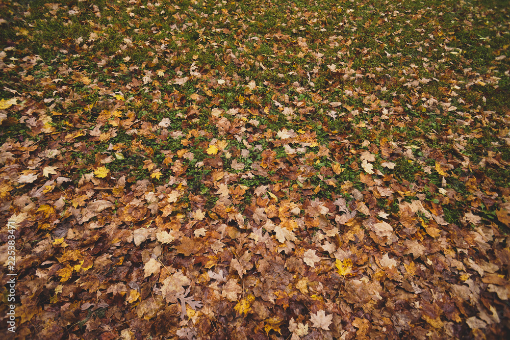 Leaves on the grass in Autumn Leaves on the grass in Autumn