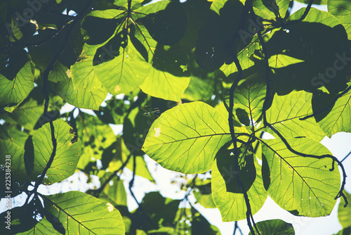 Green leaf, Rim Light