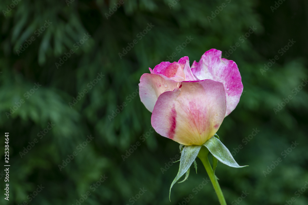 Beautiful tender pink rose Double Delight in soft focus. The greenery garden acts as a dark background. Natural daylight. Nature concept for design