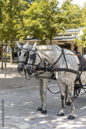 Zwei Pferde im Gespann beim Kurhaus Baden-Baden © Mr.Stock