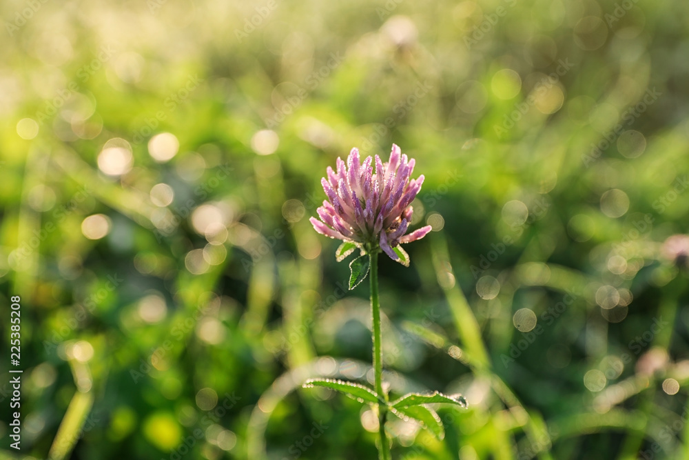 Fototapeta premium Beautiful clover flower on green meadow, closeup