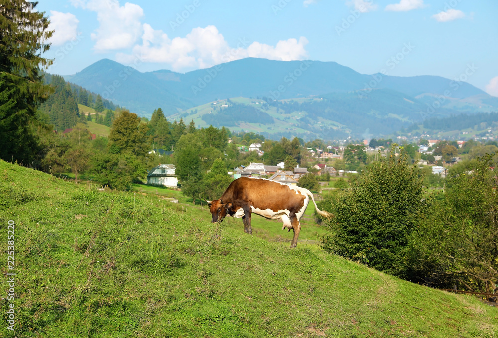 Cute cow on green pasture in summer