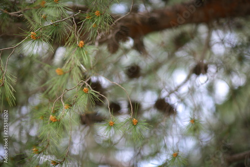 Small cones on an evergreen tree