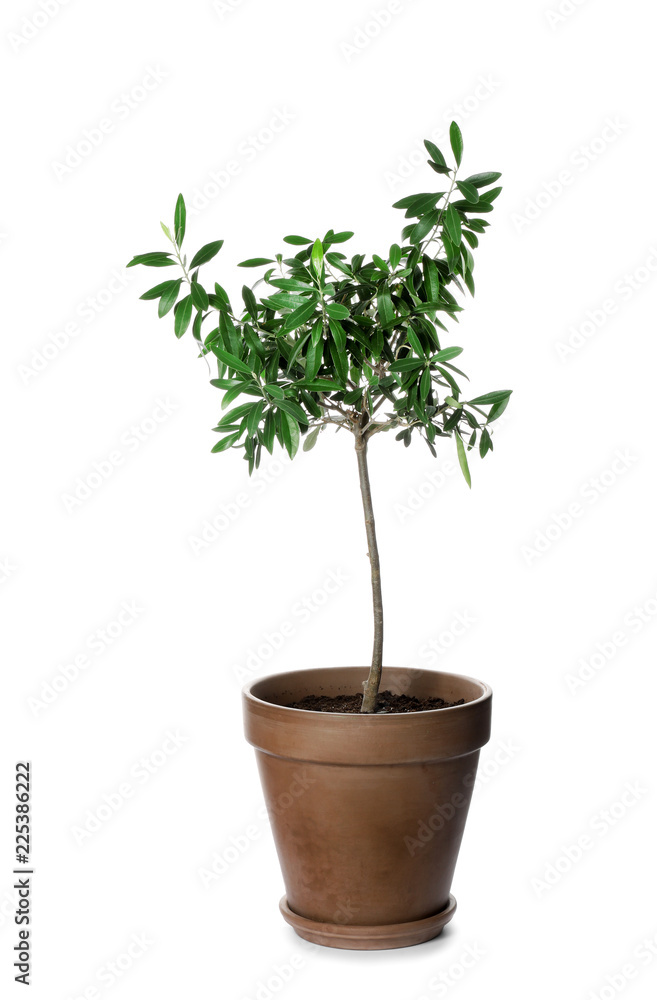 Olive tree with leaves in brown pot isolated on white Olive tree with leaves in brown pot isolated on white