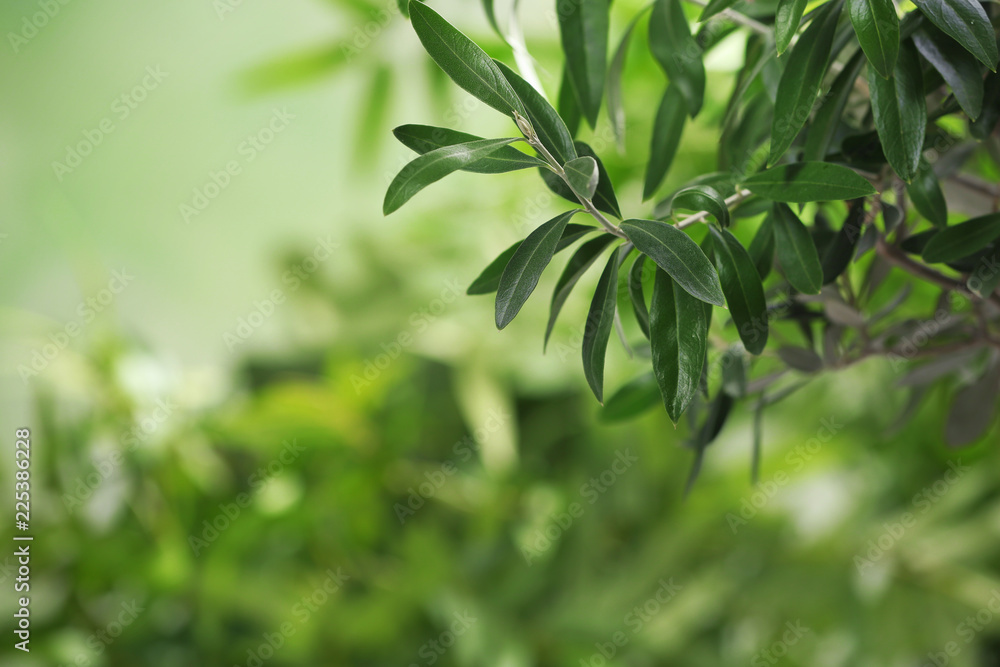 Twigs with fresh green olive leaves on blurred background. Space for text Twigs with fresh green olive leaves on blurred background. Space for text