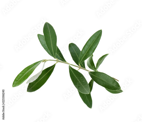 Twig with fresh green olive leaves on white background © New Africa