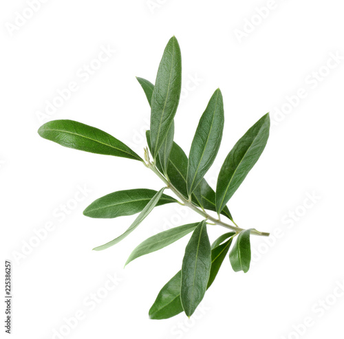 Twig with fresh green olive leaves on white background