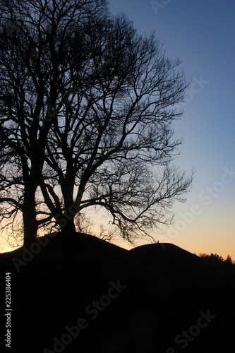 trees in sweden at nightfall photo