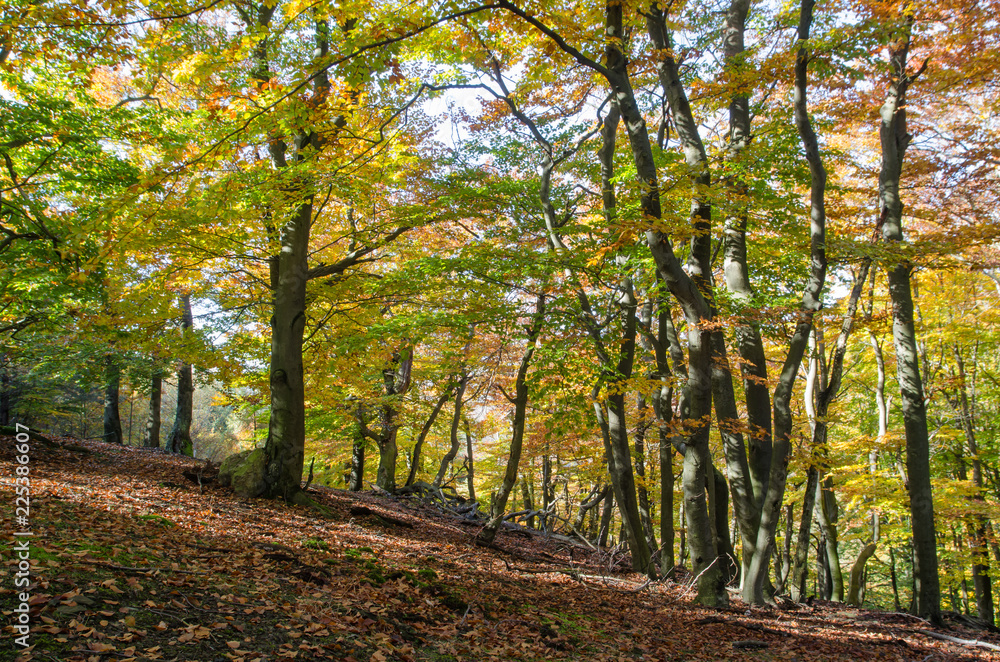 Colorful autumnal forest with bright yellow foliage