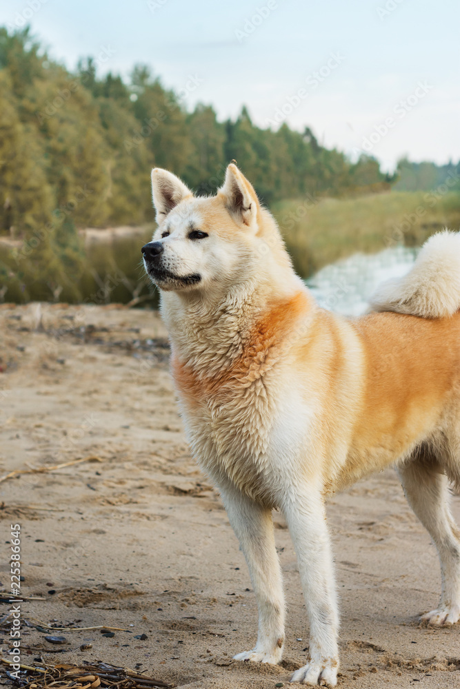 breeds of dogs Akita Inu by the river