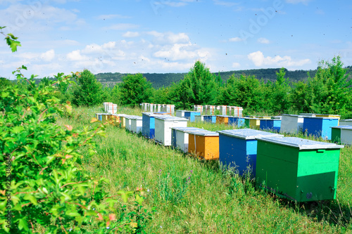 Hives with bees in the apiaries on the outskirts of the forest. © kosolovskyy