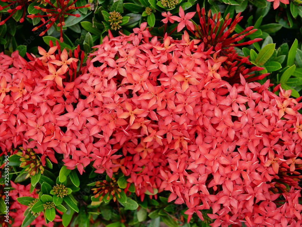 Selective focus of red West Indian Jasmine or Ixora (Dok khem) bush Selective focus of red West Indian Jasmine or Ixora (Dok khem) bush