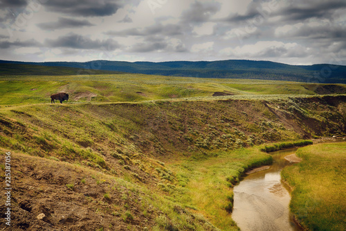 Billede på lærred American bison in open prairie. Wyoming, U.S.A.
