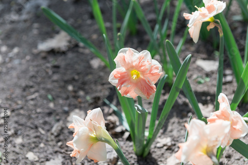 Fototapeta Naklejka Na Ścianę i Meble -  Flower bed with yellow daffodil flowers blooming in the spring, Spring flowers, floral, primroses