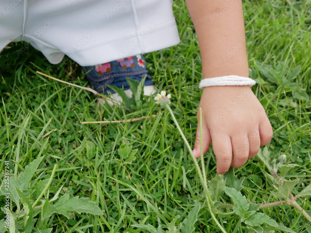 Selective focus of little baby's hand picking / touching grasses and its flower - getting outside and engage with nature provides positive impact on baby's health and development Selective focus of little baby's hand picking / touching grasses and its flower - getting outside and engage with nature provides positive impact on baby's health and development