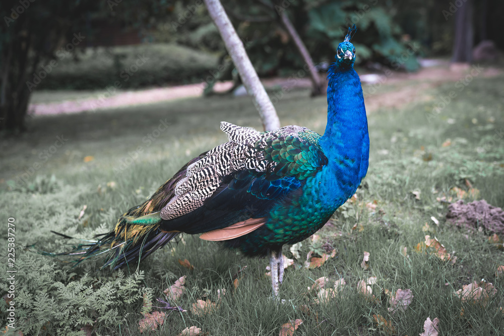 Fototapeta premium Der Pfau