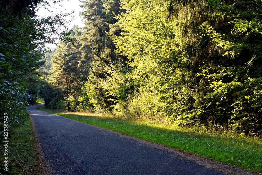 Fototapeta premium desert road in the forest