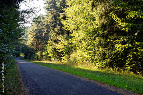 desert road in the forest