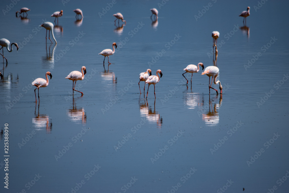 Fototapeta premium A flurry of flamingos at Lake Magadi, Rift Valley, Kenya