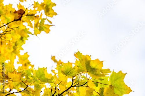 Beautiful Colorful Autumn Leaves / green, yellow, orange, red.