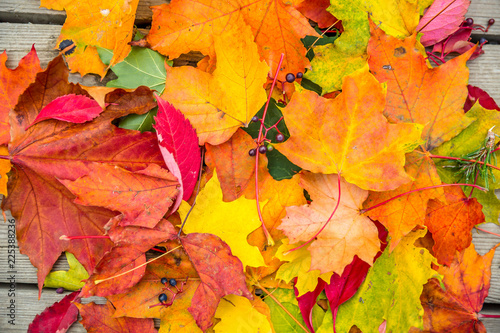colorfulAutumn Leaves. autumn background. orange and yellow autumn leaves.
