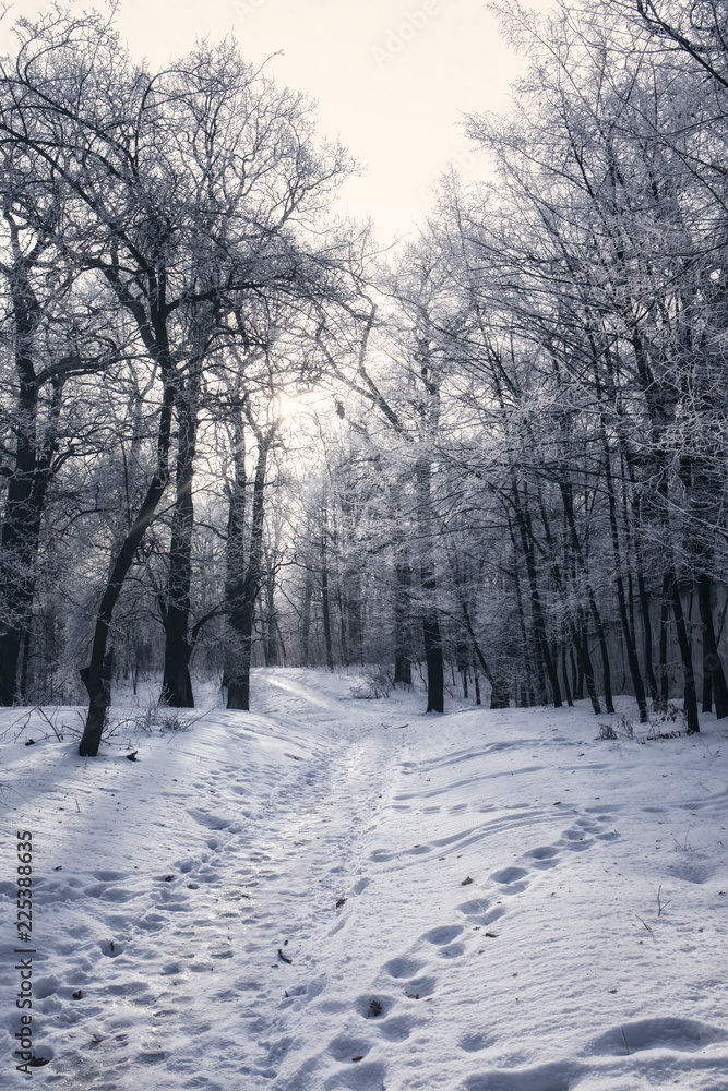 Ice road in the forest