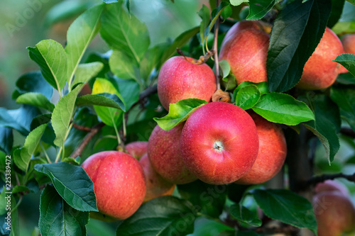 fruits on a tree