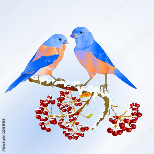 Birds Bluebirds  thrush small songbirdon on on snowy tree and berry winter background vintage vector illustration editable hand draw