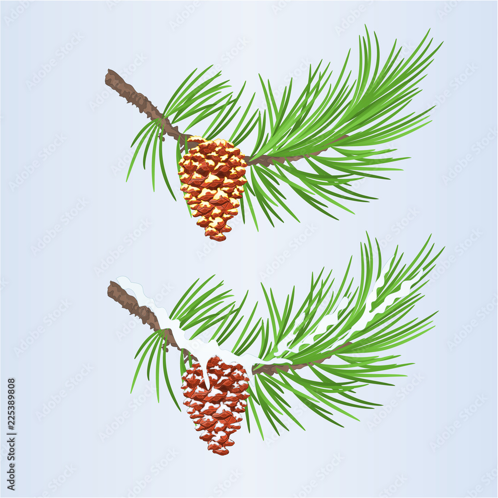Fototapeta premium Set of Christmas and New Year decoration pine cones golden and snow pine cones fir tree branches vintage vector illustration editable hand draw