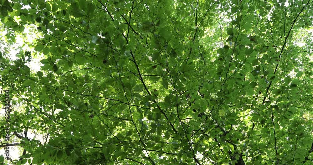 Movement under the sunny green beech crown. Slow motion. Dolly slider equipment used. Movement under the sunny green beech crown. Slow motion. Dolly slider equipment used.