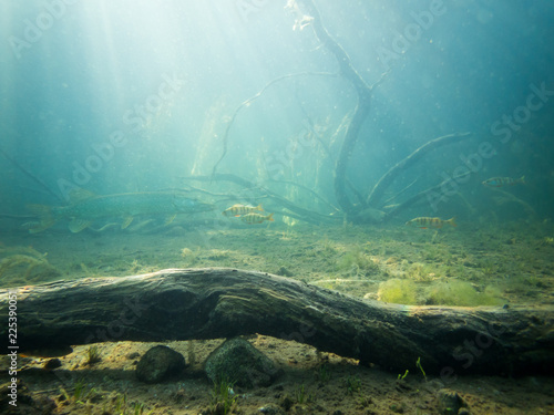 Underwater landscape with big pike and group of perch