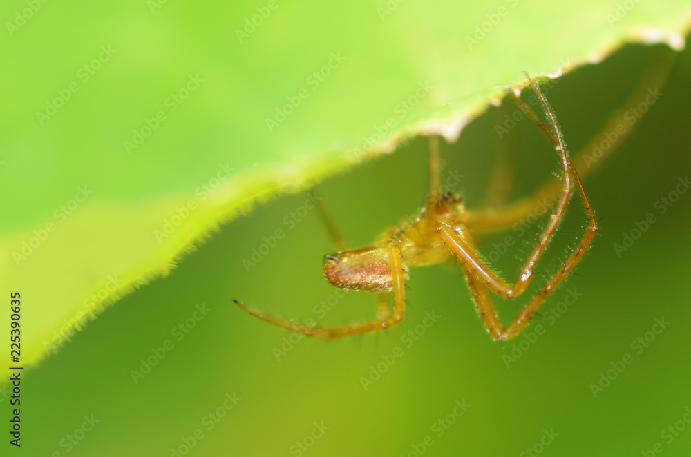 A spider knits a web. A spider knits a web.
