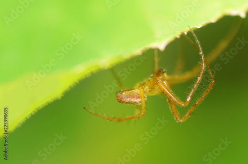 A spider knits a web.