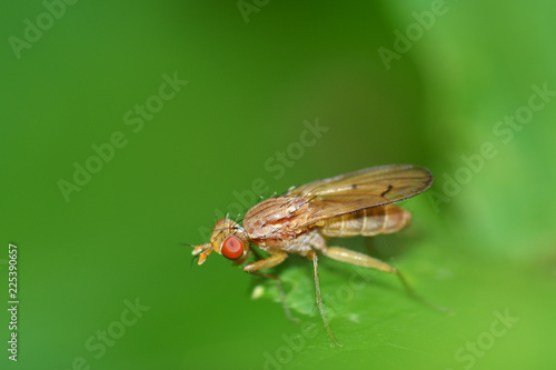 the bedbug sits on a leaf.